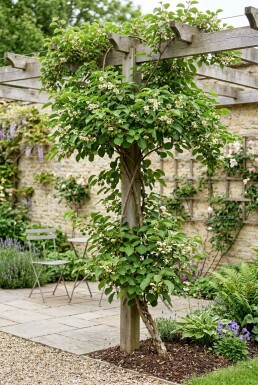 Actinidia arguta 'Issai' opstammet