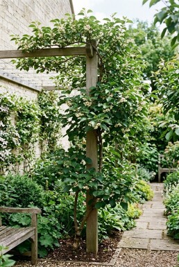Actinidia arguta 'Issai' opstammet