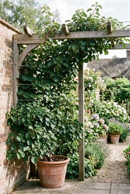 Actinidia arguta 'Issai' Støttebøjle