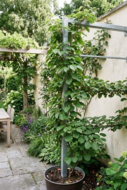 Actinidia arguta 'Issai' Støttebøjle