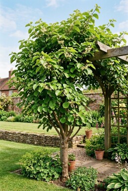 Actinidia arguta 'Jumbo' opstammet