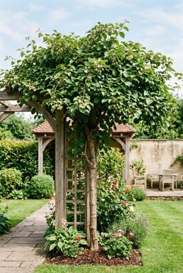 Actinidia arguta 'Weiki' opstammet