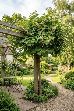 Actinidia chinensis 'Atlas' opstammet