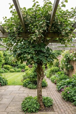 Actinidia chinensis 'Atlas' opstammet