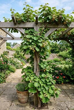 Actinidia chinensis 'Golden Kiwi' opstammet