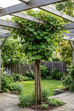 Actinidia chinensis 'Hayward' opstammet