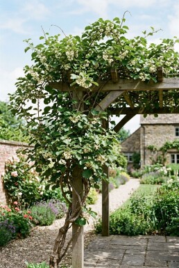 Actinidia chinensis 'Huwelijk' bærehåndtag
