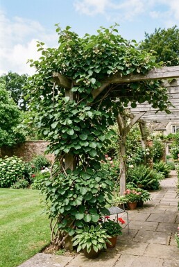 Actinidia chinensis 'Jenny'