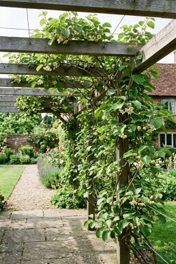 Actinidia chinensis 'Jenny'