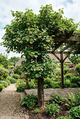 Actinidia chinensis 'Jenny' opstammet