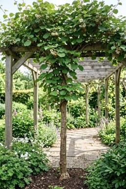 Actinidia chinensis 'Jenny' opstammet