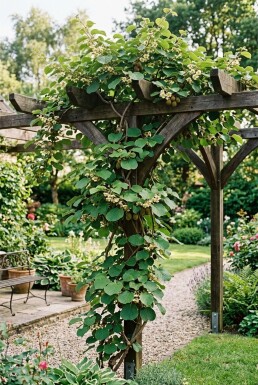Actinidia chinensis 'Jenny' bærehåndtag