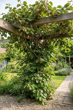 Actinidia chinensis 'Jenny' bærehåndtag