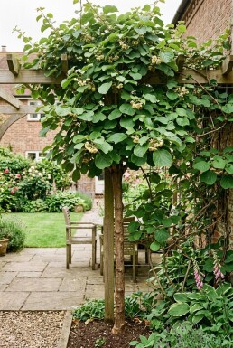 Actinidia deliciosa 'Boskoop' opstammet