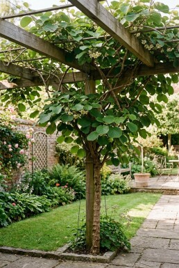 Actinidia deliciosa 'Boskoop' opstammet