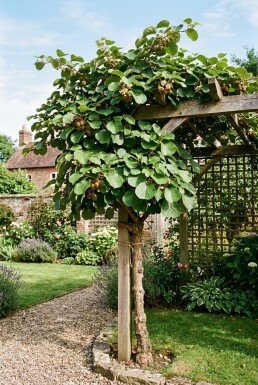 Actinidia deliciosa 'Hayward' opstammet