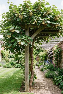 Actinidia deliciosa 'Hayward' opstammet