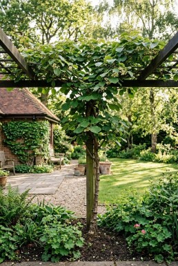 Actinidia deliciosa 'Jenny' opstammet