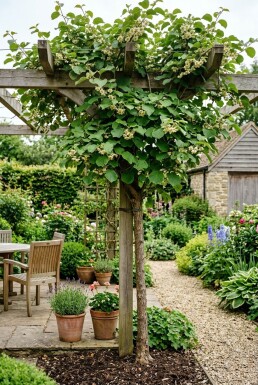 Actinidia deliciosa 'Minki Male'® opstammet