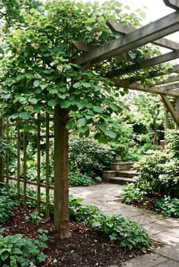 Actinidia deliciosa 'Minki Male'® opstammet