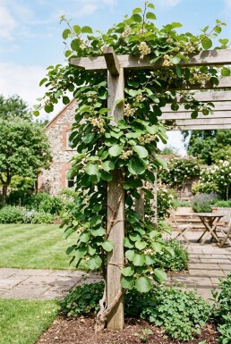 Actinidia deliciosa Solissimo® opstammet