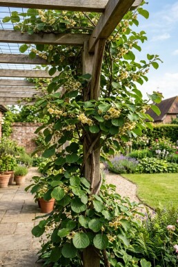 Actinidia deliciosa Solissimo® opstammet