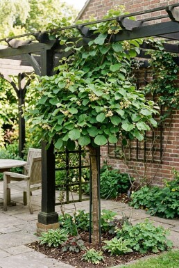 Actinidia deliciosa 'Solo' opstammet