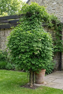 Akebia quinata 'Cream Form' opstammet