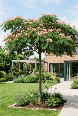 Albizia julibrissin 'Ombrella' På stamme