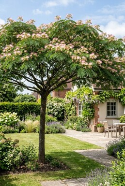 Albizia julibrissin 'Ombrella' På stamme