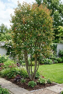 Amelanchier canadensis 'Rainbow Pillar' Flerstammet