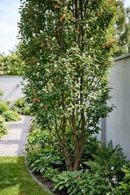 Amelanchier canadensis 'Rainbow Pillar' Flerstammet