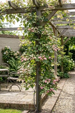 Ampelopsis glandulosa 'Elegans' opstammet