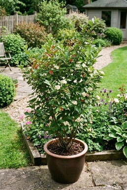 Aronia melanocarpa Busk C5