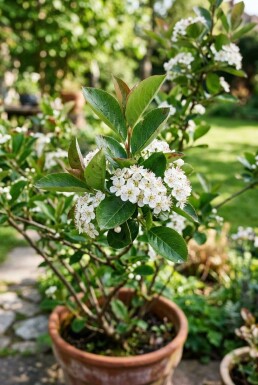 Aronia melanocarpa Busk C5