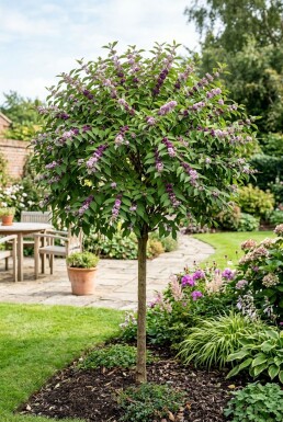 Callicarpa bodinieri 'Profusion' Halvstamme