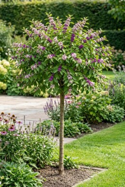 Callicarpa bodinieri 'Profusion' Halvstamme