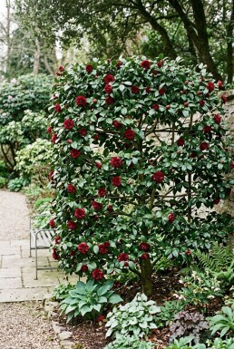 Camellia japonica 'Black Lace' skærm