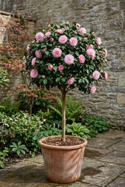 Camellia japonica 'Burnside' på stamme