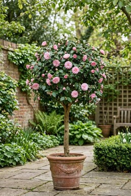 Camellia japonica 'Debbie' På stamme