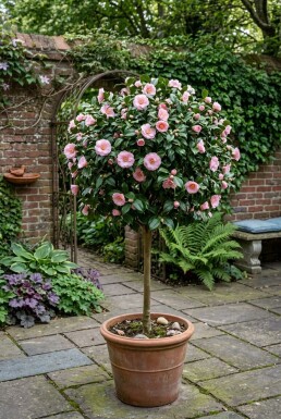 Camellia japonica 'Debbie' På stamme