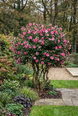 Camellia sasanqua 'Kanjiro' Flerskstammet