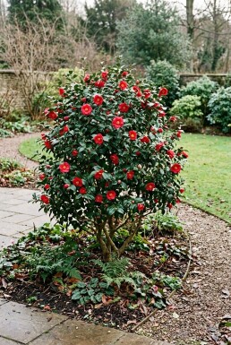 Camellia vernalis 'Yuletide' Buske