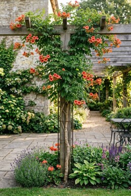 Campsis radicans opstammet