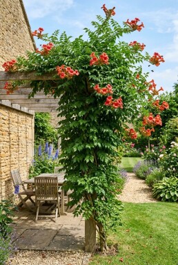 Campsis radicans 'Flamenco' opstammet
