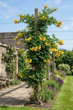 Campsis radicans 'Flava' opstammet