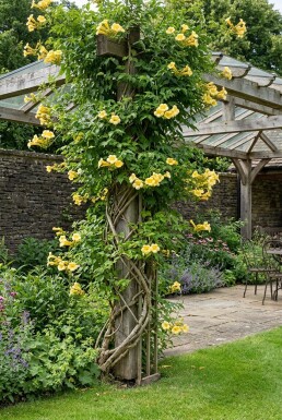Campsis radicans 'Flava' opstammet