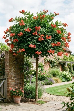 Campsis tagliabuana 'Fire Trumpet' Halvstamme