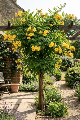 Campsis tagliabuana 'Gold Trumpet' Halvstamme