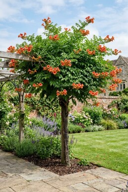 Campsis tagliabuana 'Indian Summer' halvstamme
